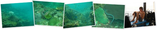 View Phi Phi Diving